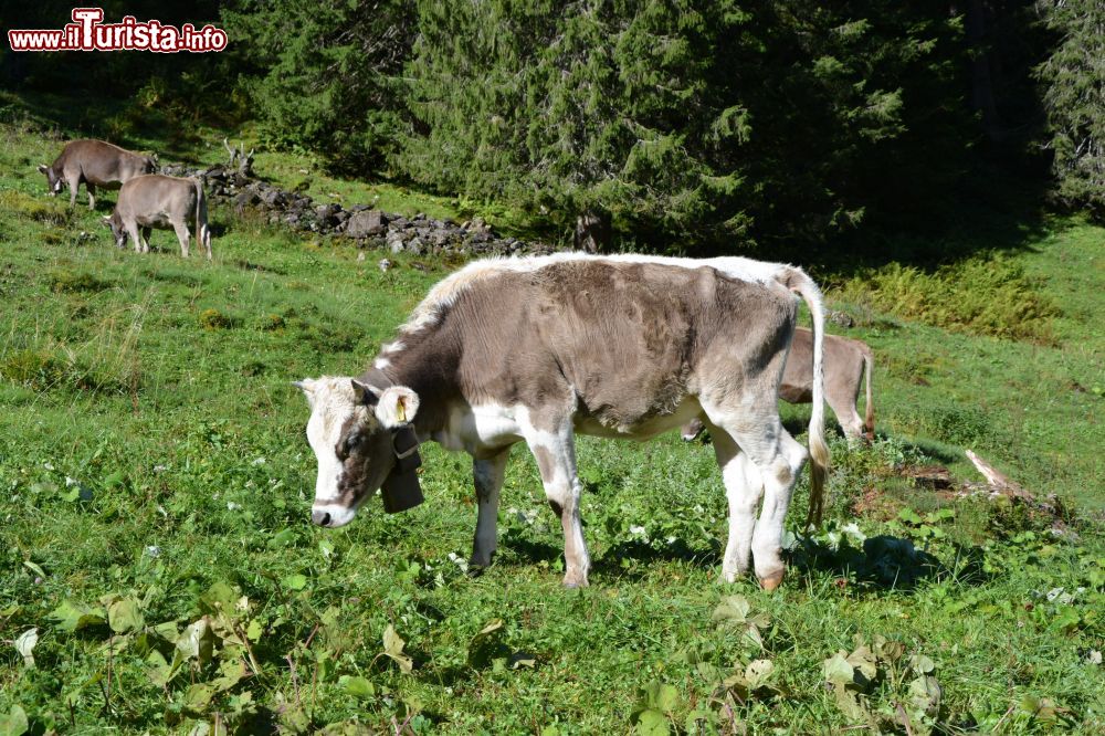 Immagine Mucche al pascolo a Glattalp, valle di Muotathal, Svizzera. Nei mesi estivi, mucche, cavalli e capre pascolano indisturbati fra questi splendidi paesaggi incuranti della presenza degli escursionisti.