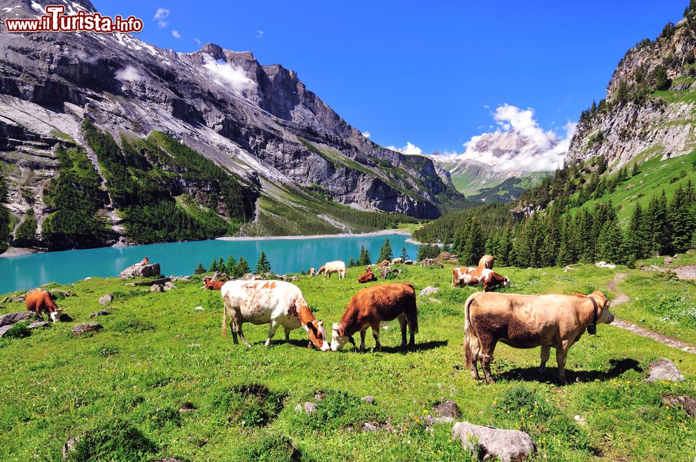 Immagine Mucche al Pascolo al lago Oeschinen di Kandersteg in Svizzera