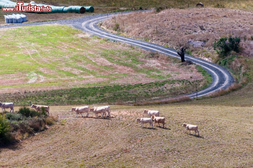 Immagine Mucche al pascolo nelle campagne di Rennes-le-Chateau, sud della Francia.