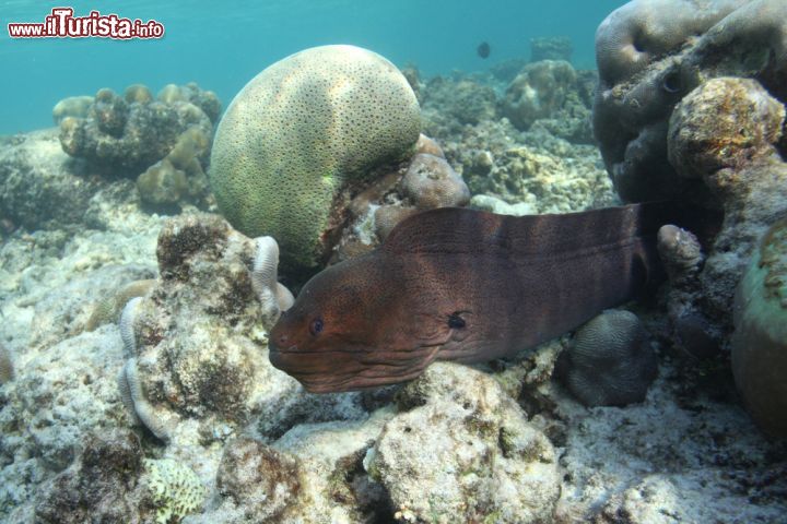 Immagine Una murena fotrografata durante una sessione di immersione nelle acque dell'isola di Kunfunadhoo, nell'Atollo di Baa, Maldive - foto © Alessandro De Maddalena / Shutterstock.com