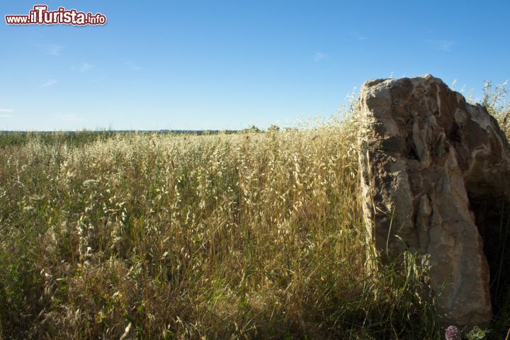 Immagine Murge nei dintorni di Ruvo di Puglia - E' un susseguirsi di formazioni rocciose, fitti boschi e distese steppiche la vegetazione dell'Alta Murgia che varia a seconda della zona. Istituito nel 2004, il parco nazionale è un'area protetta con un'estensione di oltre 68 mila ettari © mrkornflakes / Shutterstock.com