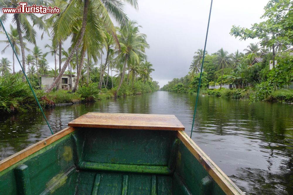 Immagine La zona umida della Muthurajawela Marsh si trova a sud della Laguna di Negombo, nello Sri Lanka.