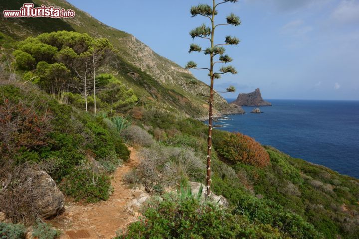 Immagine Natura sull'isola di Marettimo, Sicilia. Quest'isola è la più montuosa e boscosa delle Egadi: si estende per 12 chilometri quadrati e ha come punto più alto Monte Falcone che si eleva per 686 metri - © luri / Shutterstock.com