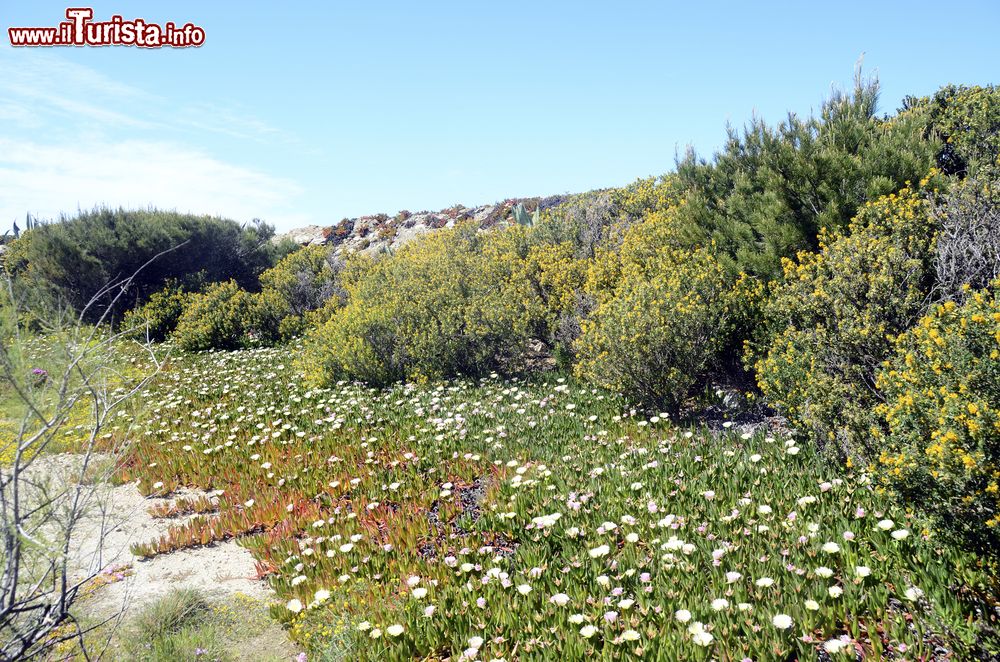 Immagine Natura sull'isola di Embiez, nei pressi di Bandol, sulla riviera francese. A lambire questa terra, che fa parte dell'arcipelago delle Embiez, sono le acque del Mediterraneo.