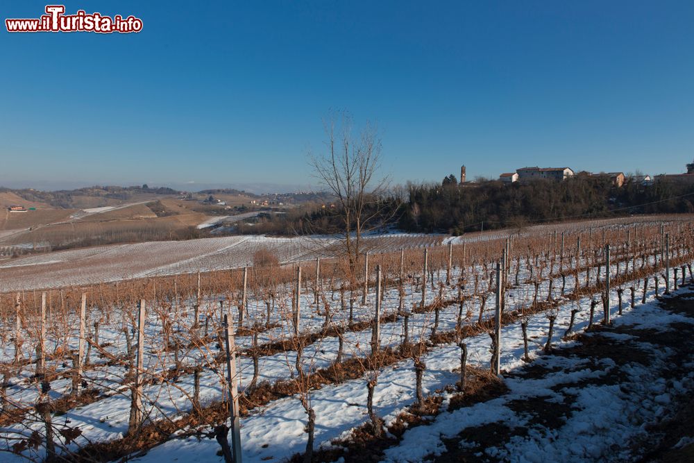 Immagine Neve sui vigneti che circordano Nizza Monferrato in Piemonte