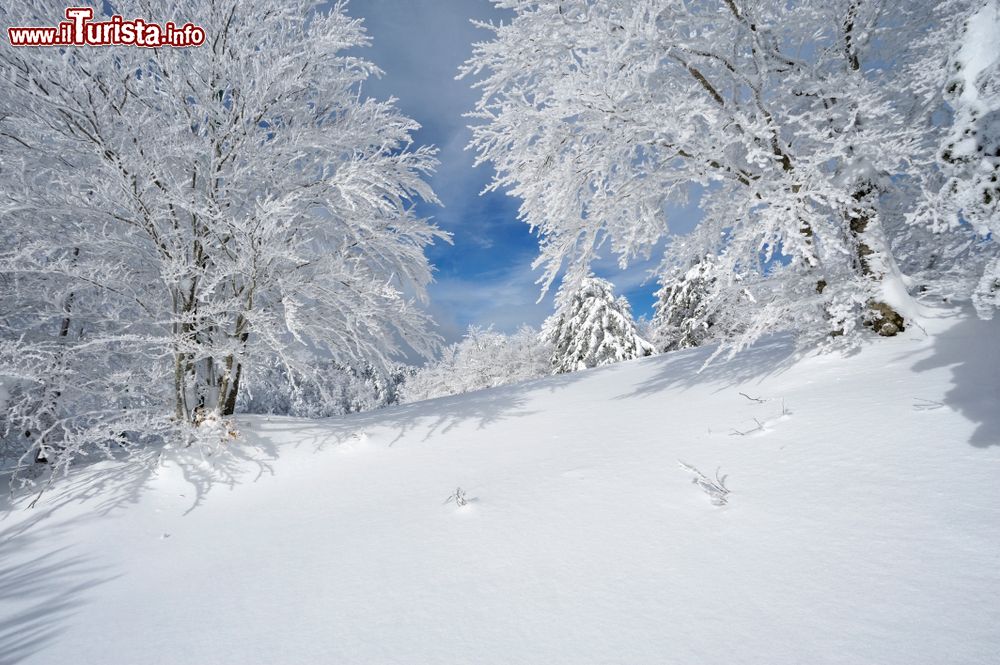 Immagine Neve sul Monte Scirocco, Massicio dell'Aspromonte, Gambarie