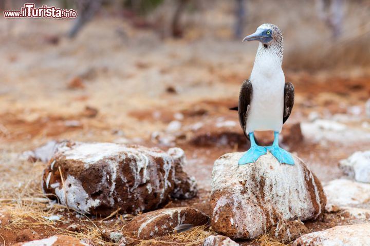 Immagine L'isola di North Seymour ha una superficie di appena 2 km quadrati e si trova non distante dall'isola di Daphne, sempre nell'arcipelago delle Galapagos, in Ecuador. In fotografia un particolare esemplare di Sula dalle zampe azzurre, una delle tante specie imperdibili dagli appassionati di "birdwatching"  - © BlueOrange Studio / Shutterstock.com