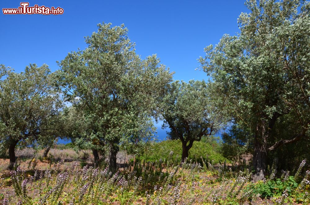 Immagine Oliveti sulle colline postre tra Tindari ed Oliveri in Sicilia