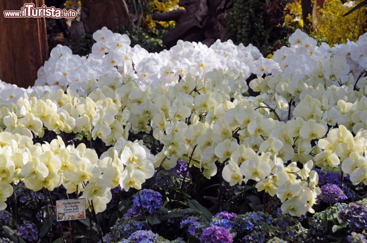 Immagine Orchidee al Flower Dome di Singapore. Il grande giardino che accoglie questa specie floreale è uno dei più interessanti del parco: permette di vedere centinaia di varietà di orchidee e specie ibridi - © Sonja Vietto Ramus