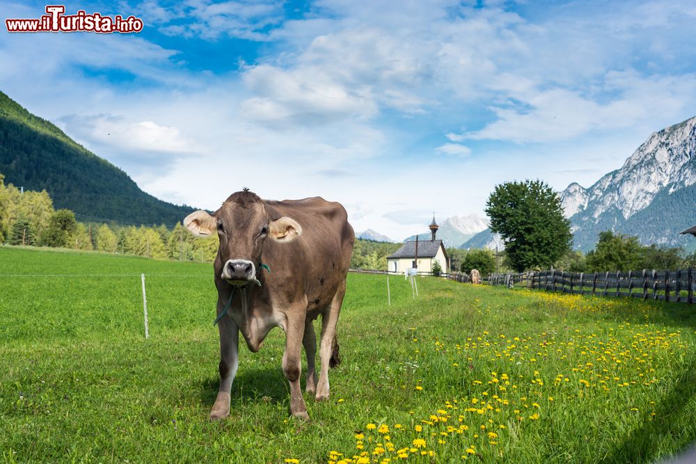 Immagine Paesaggio agreste con mucca nel villaggio di Obsteig, distretto di Imst, Austria.