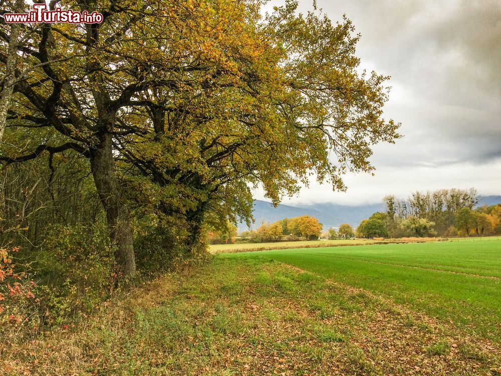 Immagine Paesaggio autunnale nei dintorni di Ferney-Voltaire, Francia. Querce e campi di culture in una giornata nuvolosa con il cielo grigio.