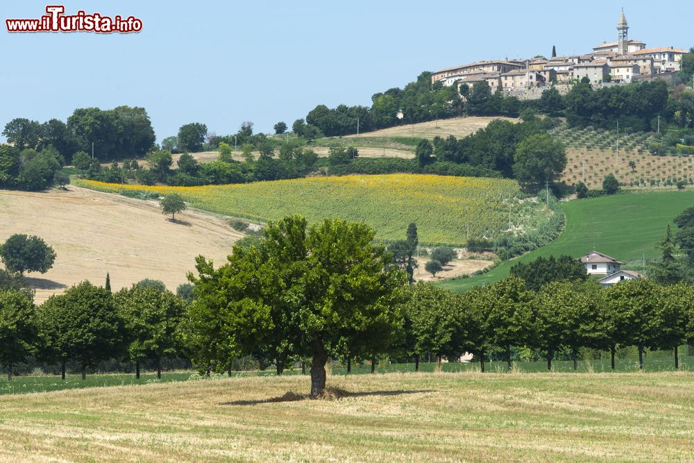 Immagine Paesaggio campestre fra Mondavio e Pergola in estate (Pesaro-Urbino, Marche).