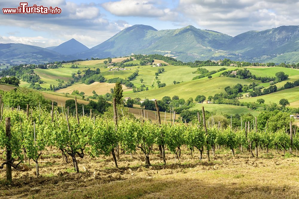 Immagine Il dolce paesaggio delle colline marchigiane nei dintorni di Camerino