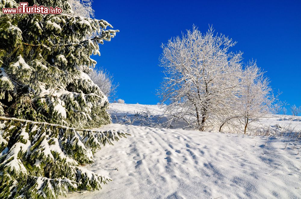 Immagine Paesaggio innevato a Winterberg, Germania. Siamo nel territorio della Renania Settentrionale-Vestfalia. Il periodo migliore per una vacanza qui è l'inverno quando tutto si riveste di bianco.