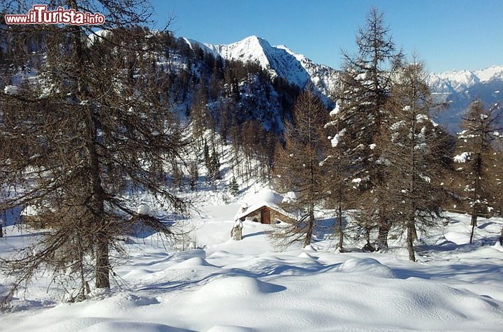 Immagine Paesaggio invernale nei dintorni di Albosaggia: è proprio in queste vallate e questi boschi che è nato lo sci alpinismo