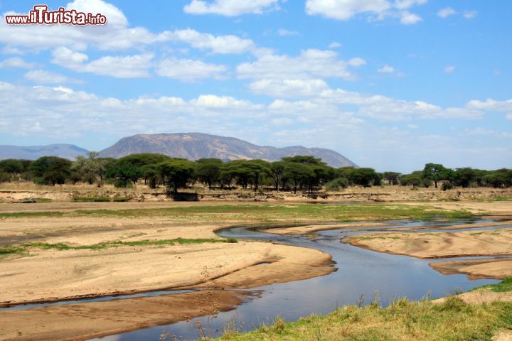 Immagine Dopo il Serengeti, il Ruaha è il parco più grande della Tanzania. Ippopotami, coccodrilli e pesci vivono nel fiume che fornisce acqua permanente al parco rappresentando così una preziosa risorsa soprattutto durante la stagione secca. La grande concentrazione di animali in cerca d'acqua sulle rive del fiume offre uno scenario davvero inconfondibile. Area tutt'oggi incontaminata, questo parco è ricco di flora e fauna di ogni specie - © Dimitry Sukhov / Shutterstock.com