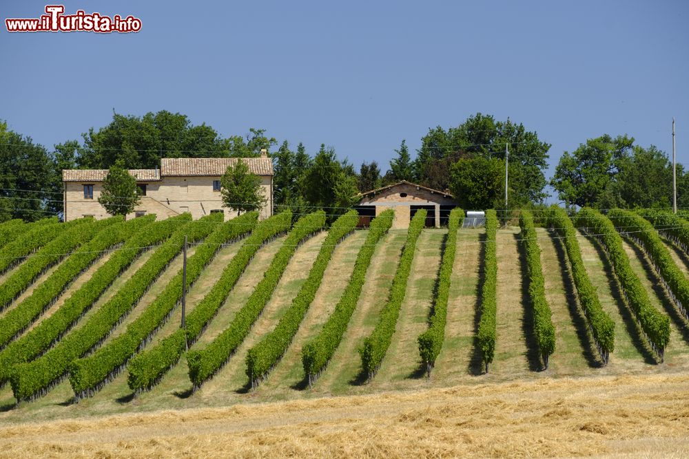 Immagine Paesaggio rurale tra Appignano e Montecassiano, tra le colline delle Marche