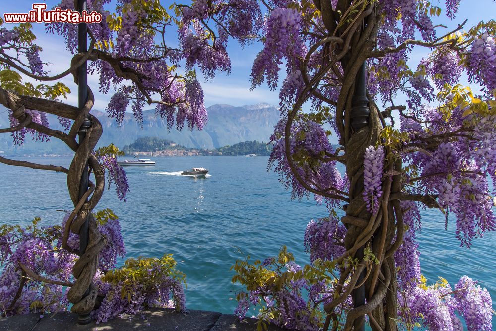 Immagine Un fantastico scorcio panoramico, visto attraverso i fiori del glicine, in località Tremezzo, nei pressi di Griante, sul Lago di Como (Lombardia).