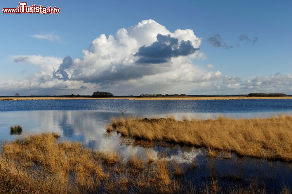 Immagine Paesaggio tipico del Drenthe in Olanda.