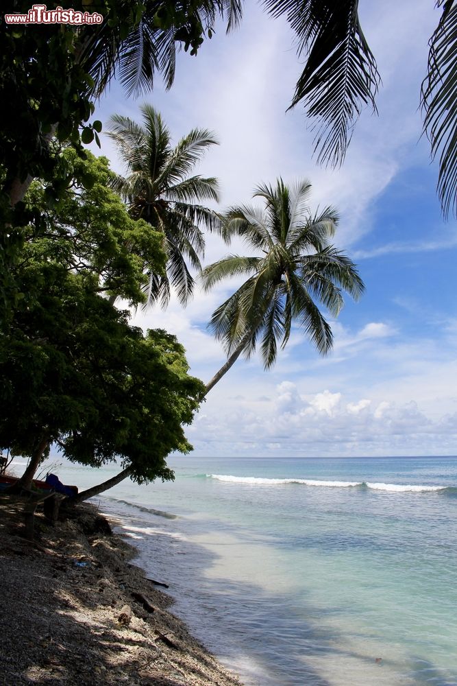 Immagine Palme a Visale Beach nei pressi di Honiara, isole Solomone. A circa 40 km dalla capitale Honiara si trova questo tratto di litorale lambito da acqua limpida e cristallina.