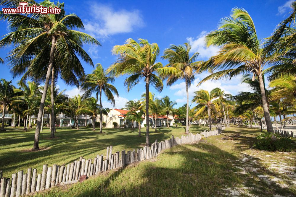 Immagine Palme in un resort di Cayo Guillermo a Cuba.
