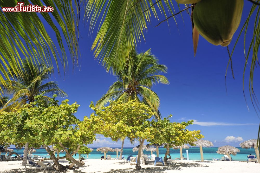 Immagine Le palme da cocco e le altre piante offrono un'ombra naturale sulla spiaggia di Guardalavaca, nella provincia cubana di Holguìn.