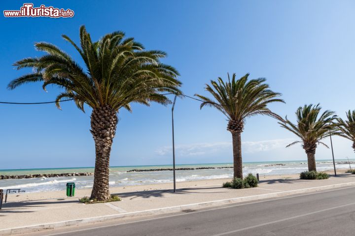 Immagine Palme sul lungomare di San Benedetto del Tronto, Marche - © 281398856 / Shutterstock.com