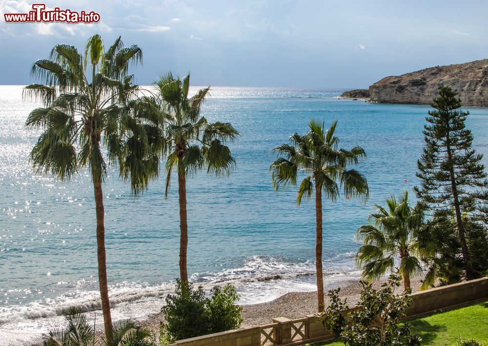 Immagine Palme sulla spiaggia di Pissouri, Cipro. Fra vegetazione e mare cristallino sembra di essere su un'isola tropicale.