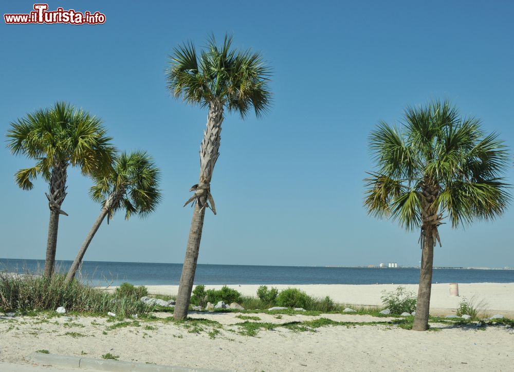 Immagine Palme sulla spiaggia lungo il golfo del Messico, Biloxi, Mississipi, Stati Uniti. Questa località di 46 mila abitanti si trova a 250 chilometri dalla capitale Jackson.