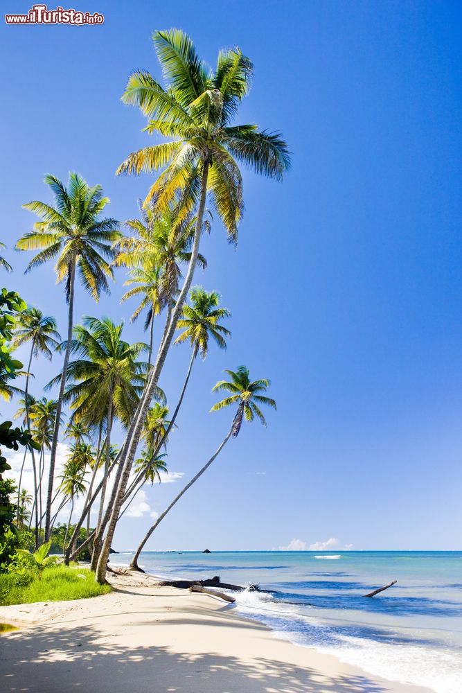 Immagine Palme sulla spiaggia nell'isola di Trinidad, Caraibi. La più meridionale delle isole caraibiche dista appena 11 km dalla costa del Venezuela.