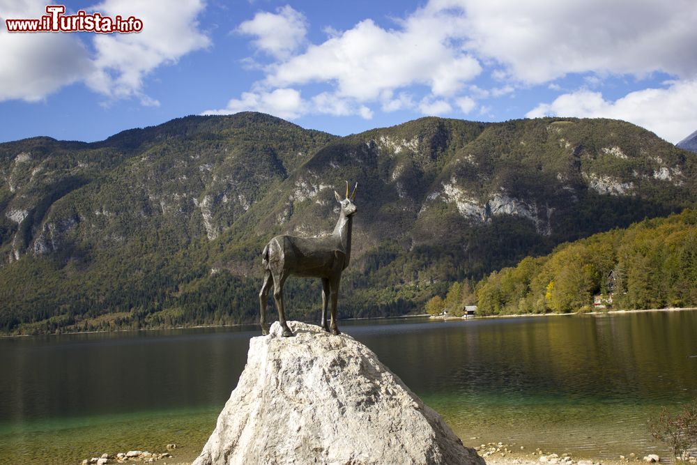 Immagine Panorama del lago di Bohinj, Alpi Giulie, Slovenia. Il più grande della Slovenia con i suoi 5350 metri di lunghezza e i 1250 di larghezza, si trova all'interno del Parco Nazionale del Tricorno; nelle sue acque limpide trovano habitat alghe, molluschi e varie specie di pesci. Sulle sponde del lago si trova la statua del leggendario camoscio Zlatorog.