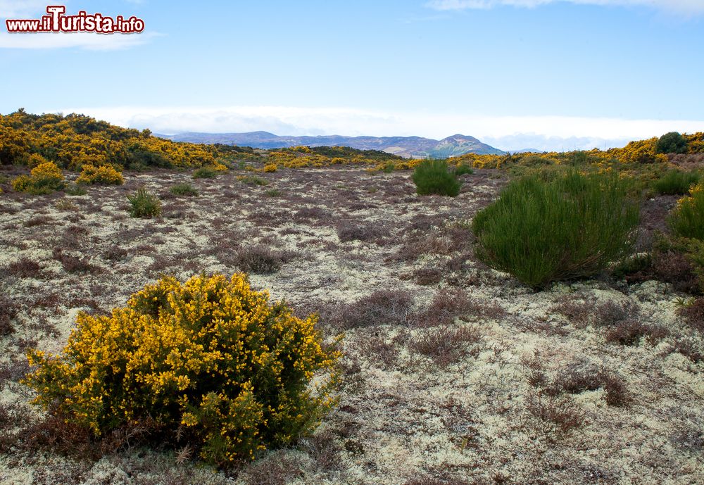 Immagine Panorama della collina dal Dornoch Firth, Scozia. Questo fiordo si trova sulla costa orientale di Highland, nel nord della Scozia.