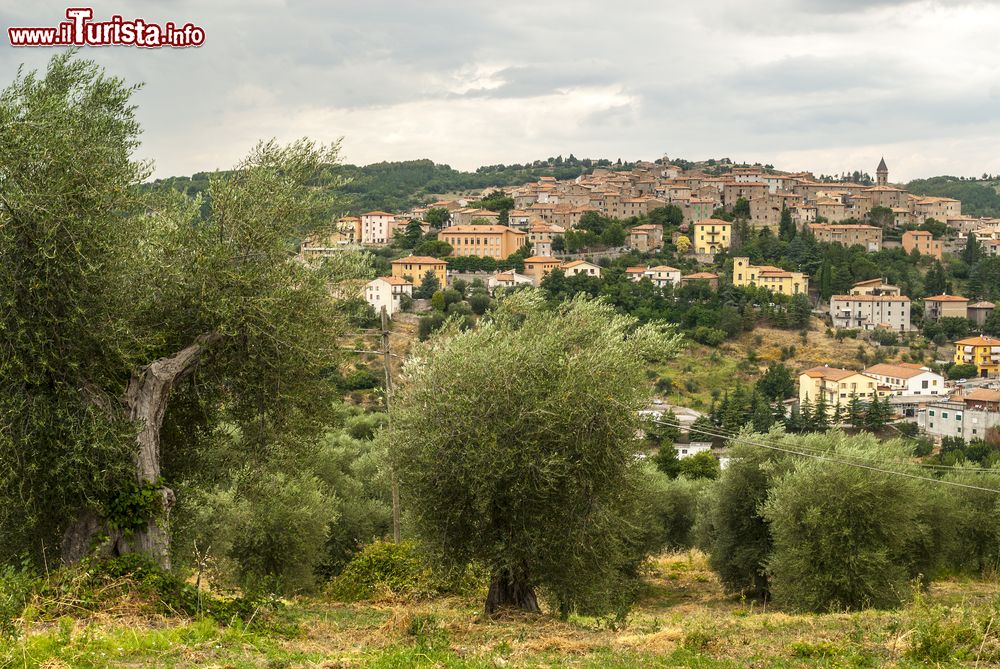 Immagine Panorama di Seggiano in Toscana circondata dagli ulivi