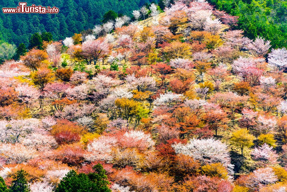 Immagine Panorama primaverile del monte Yoshino nella prefettura di Nara, Giappone.