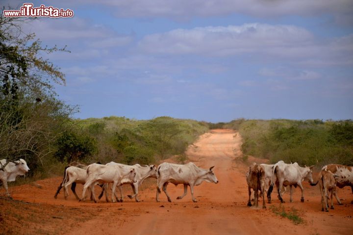 Immagine La strada C103 che da Malindi, sulla costa, raggiunge l'ingresso orientale (Sala Gate) del Parco Nazionale dello Tsavo Est, in Kenya.