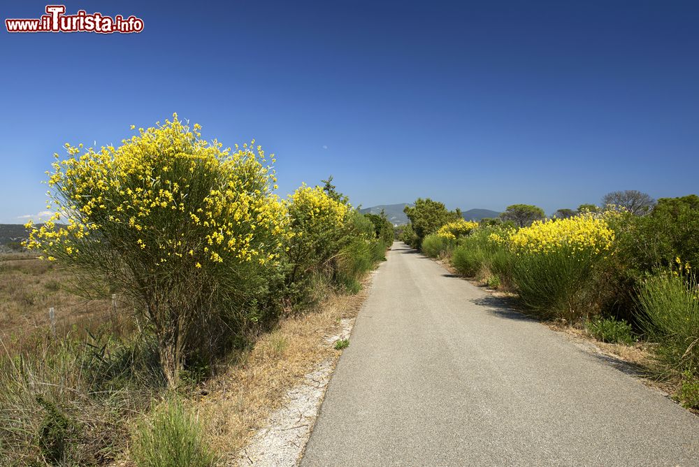 Immagine Parco regionale della Maremma nei pressi di Alberese in Toscana