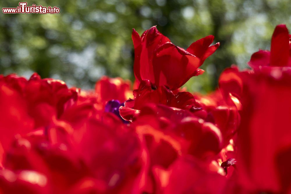 Immagine Particolare di tulipani al castello di Pralormo, Piemonte. Foto Ludovico De Maistre.