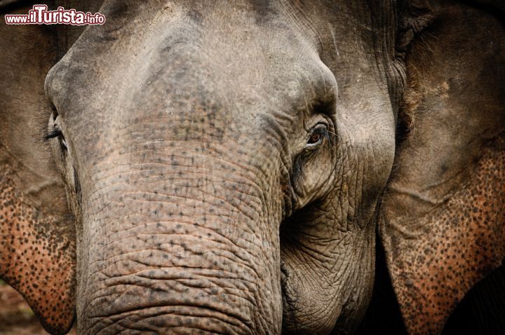 Immagine Particolare di un elefante a Chiang Rai, Thailandia - © Phrej / Shutterstock.com