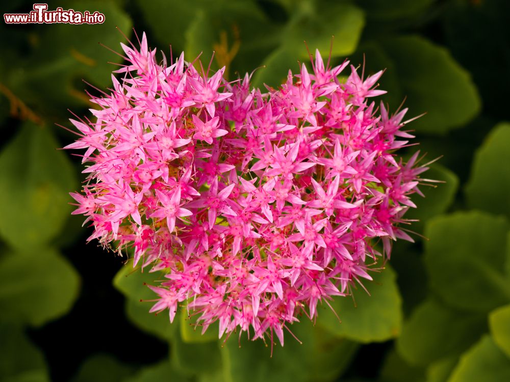 Immagine Particolare di un fiore in un parco di Saint-Cyr-sur-Mer, Francia.