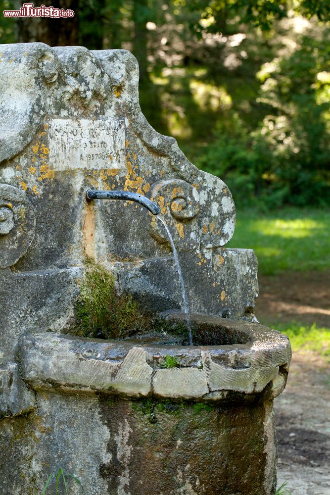 Immagine Particolare in un parco naturale a Manziana nel Lazio