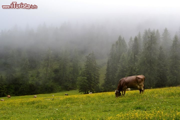 Immagine Pascolo, Valle dello Stubai: i pascoli liberi sono presenti ovunque in vallata, dove le mucche sono per larghi tratti libere di muoversi a proprio piacimento. Alcune malghe producono formaggi di ottima qualità, disponibili anche nei ristoranti giù in paese.