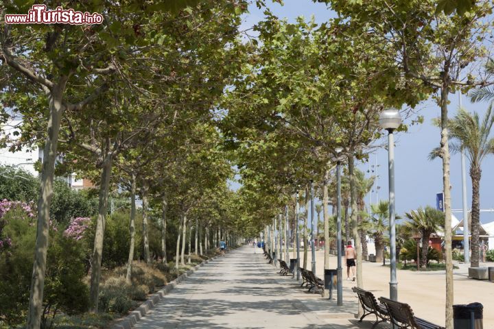 Immagine Passeggiata alberata lungomare a Calella, Spagna. Siamo nella provincia di Barcellona, nella Comunità Autonoma della Catalogna.