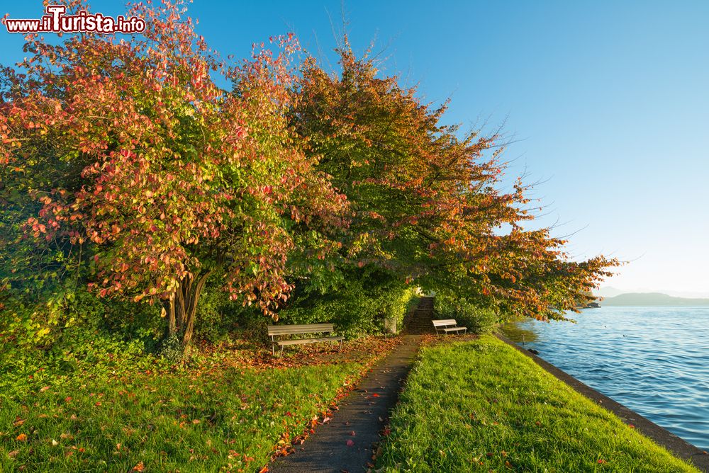 Immagine Passeggiata autunnale lungo il lago Zugo, Svizzera. In questa stagione ci si può rilassare sedendosi sotto gli alberi dalle foglie gialle e arancio.