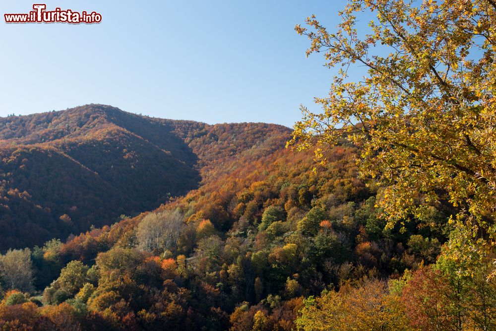 Immagine Passeggiata sei sentieri del Monte Falterona a Campigna in autunno