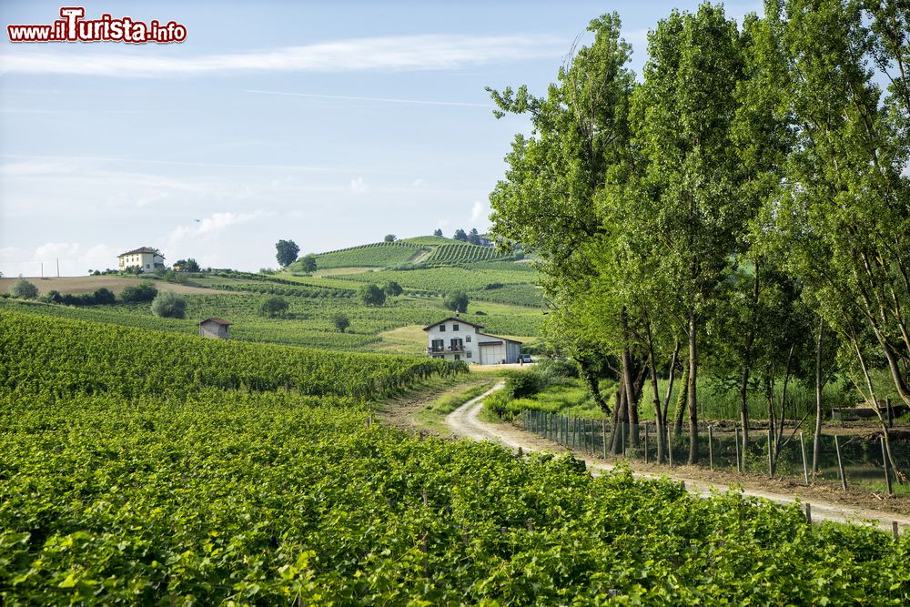 Immagine Passeggiata tra i vigneri di Nizza Monferrato nel cuore vinicolo del Piemonte