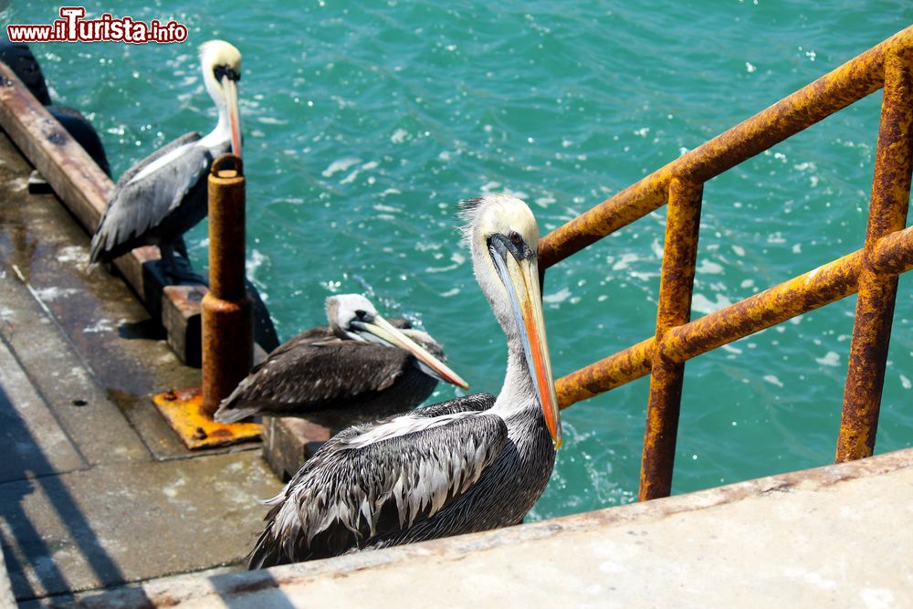 Immagine Pellicani al porto di Los Arganos, Piura, Perù. La città si trova nell'omonimo distretto nella regione di Piura.