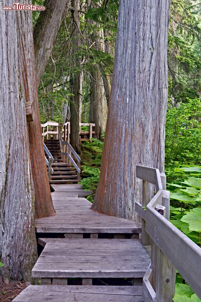 Immagine Percorso pedonale sul Mount Revelstoke National Park, Canada.