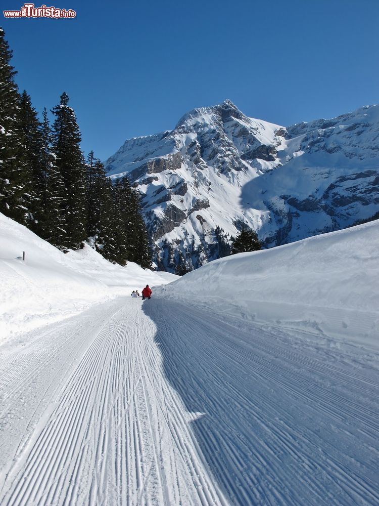 Immagine Percorso per slitte a Les Diablerets, Svizzera. In questo territorio nel cuore della Svizzera si possono praticare sci, snowboard e slittino oltre che divertirsi in una stazione sciistica che ospita ben 67 piste con 125 km di tracciati.