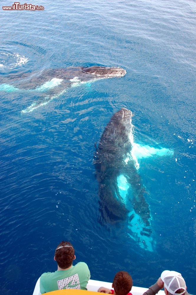 Immagine Persone in un tour di whale watching a Hervey Bay, Australia. Siamo nella capitale mondiale del whale watching dove è possibile ammirare da vicino balene, megattere, delfini, dugonghi e tartarughe.