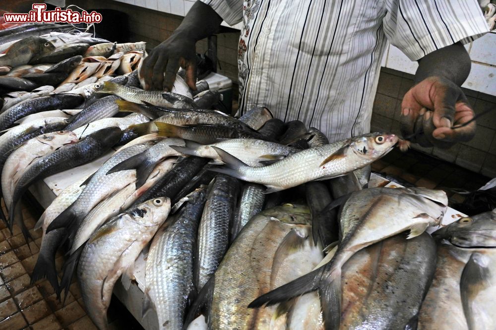 Immagine Pesce appena pescato in vendita al mercato di Nadi, Viti Levu, Figi.